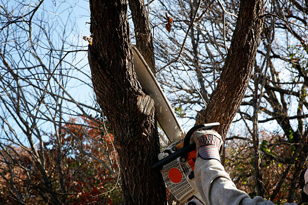 How Our Tree Care Process Works  in  High Bridge, NJ